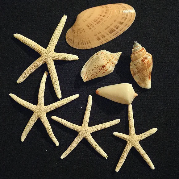 Unique Natural Seashell Collection-30yo Rare Hawaiian & 20yo Floridian, 2"-4.5" - Picture 13 of 15